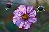 Giverny2016-800px_JSN_3877.jpg