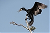GrandCormoran-0144.jpg