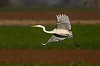 GrandeAigrette_JZ9_0150.jpg