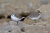 Gravelot_A_Collier_Interrompu_5avril_2023_JZ9_15131620.jpg