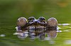 Grenouille_JZ9_4172_1080.jpg