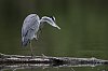 HeronCendre_avril2024_JZ9_0137_860.jpg