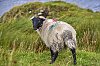 Irlande2015Connemara_JSN1390800px.jpg