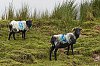 Irlande2015Connemara_JSN1399-800px.jpg
