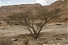 IsraelMars2014-2560-0518.jpg