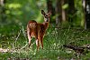 J5C_1839_800px.jpg