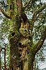J85_0628arbre800px84.jpg