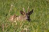 J85_4810_1620px-2.jpg