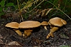 JMJ_2681.jpg