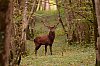 JSN_5428_00001_Cerfs800.jpg