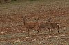 JSN_5498_00001_Chevreuils800.jpg