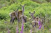 Juin2025_Cerfs_JZ_92011080-2.jpg