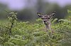 Juin2025_Cerfs_JZ_9303-2_1080.jpg