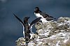 Lunga_Ecosse_Mull_Mai2024_JZ8_7787_860.jpg