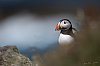 Lunga_Ecosse_Mull_Mai2024_JZ8_7928_860.jpg