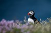 Lunga_Ecosse_Mull_Mai2024_JZ8_7936_860.jpg