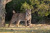 LynxPardelle_janvier2024_JZ9_8406_1080px.jpg