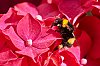 Macro800pxJSN_3103.jpg