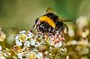 Macro800pxJSN_3120.jpg