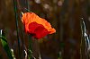 Macro800pxJSN_3143.jpg