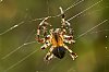 Macro800px_JSN_515028c29Jean-Marc_JANSEN.jpg