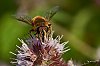 Macro800px_JSN_516428c29Jean-Marc_JANSEN.jpg