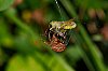 Macro_22Septembre2021_28c29Jean-MarcJANSEN__JZ72679_7.jpg