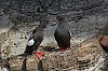 Orcades2019_28c29Jean-MarcJANSEN_J85_5010_GuillemotAMiroir_2000px_800.jpg