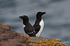 Orcades2019_28c29Jean-MarcJANSEN_J85_5129_PingouinTorda800.jpg