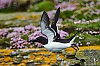 Orcades2019_Westray28c29Jean-MarcJANSEN_J85_5200_800px.jpg