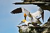 Orcades2019_Westray28c29Jean-MarcJANSEN_J85_5506_800px.jpg