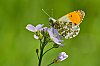 Papillon800_JSN_4295.jpg