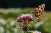 Papillon800pxJSN_3240.jpg