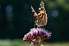 Papillon800pxJSN_3249.jpg