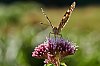 Papillon800pxJSN_3257.jpg