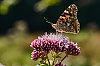 Papillon800pxJSN_3258.jpg