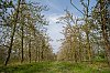 PaysageNormand800px_B0000106.jpg