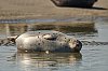 PhoquesbaieDAuthie5Mai201828c29Jean-MarcJANSEN_J85_0932800px_2.jpg