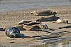 PhoquesbaieDAuthie5Mai201828c29Jean-MarcJANSEN_J85_0936800px_2.jpg