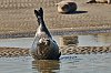 PhoquesbaieDAuthie5Mai201828c29Jean-MarcJANSEN_J85_0944800px_2.jpg
