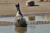 PhoquesbaieDAuthie5Mai201828c29Jean-MarcJANSEN_J85_0944800px~1.jpg