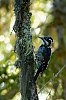 PicTridactyle_Septembre2018__pirate28c29Jean-MarcJANSEN_J85_2909Vallorcine_R_modifie-1_modifie-1.jpg