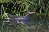 PouleDeauMondaye_JMJ_1410-800px.jpg