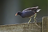 PouleDeauMondaye_JMJ_1417-800px.jpg