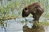 Ragondin-15.jpg