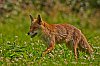 RenardJ85_5858_800x.jpg