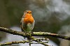 Rouge-Gorge_15Novembre2023_JZ_5015-_1080px.jpg