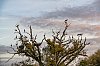 Saint-Fromond_Ciogognes_Novembre2021JZ7_3386_1620px-2.jpg