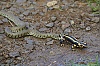 Salamandre_JSN0040800.jpg