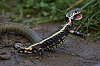 Salamandre_JSN0048800.jpg